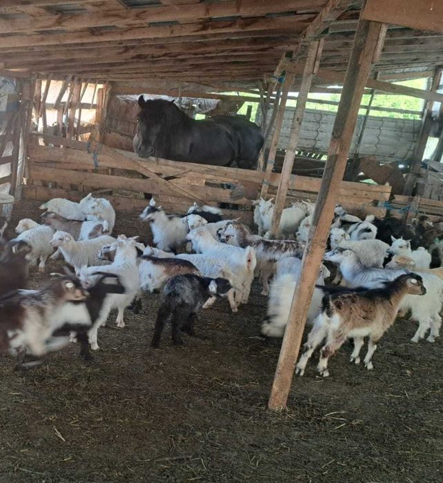 Vand iezi pentru sacrificare