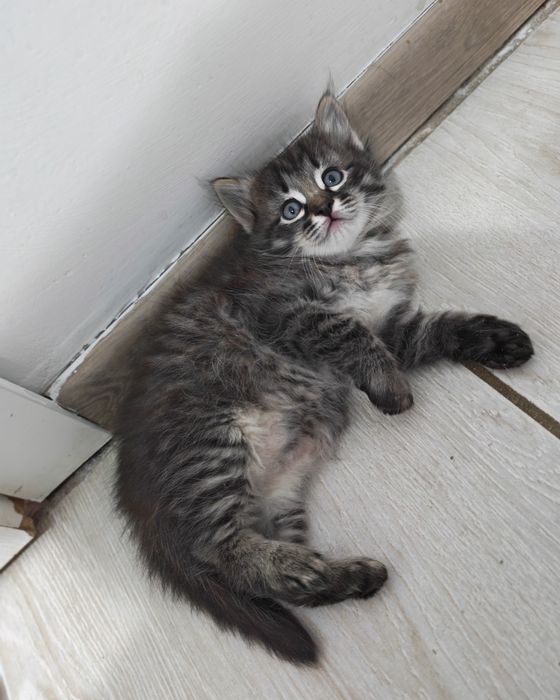 Отдам котёнка в хорошие руки!