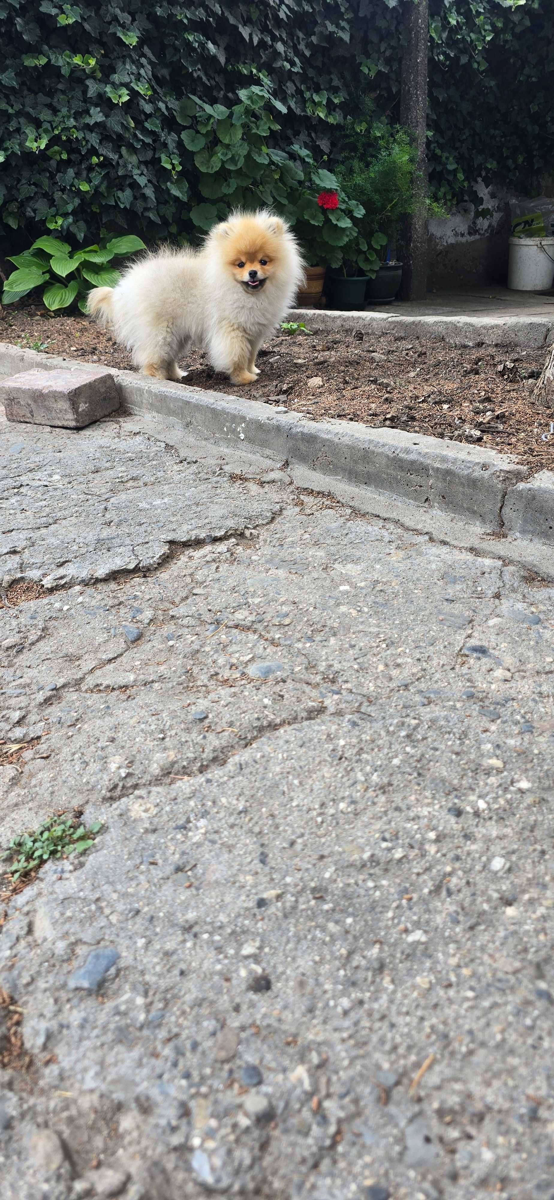 Сладък Мини Померан