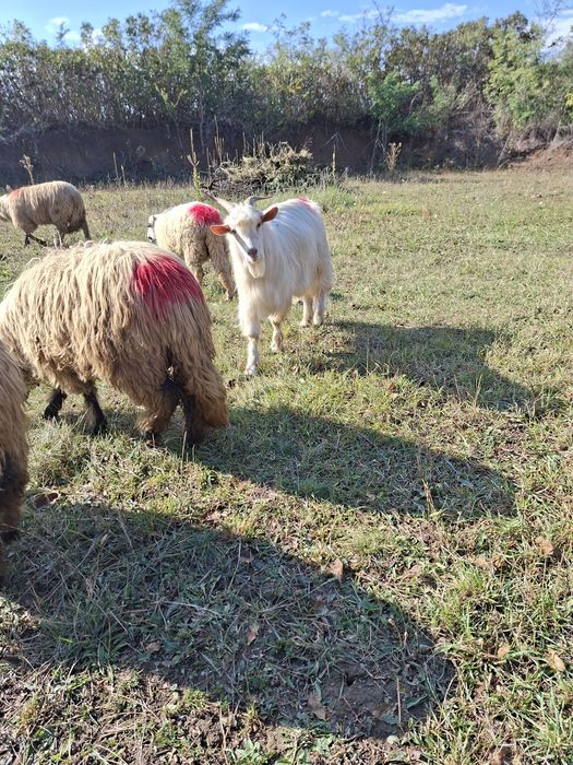 Vând urgent țap sau schimb cu oaie