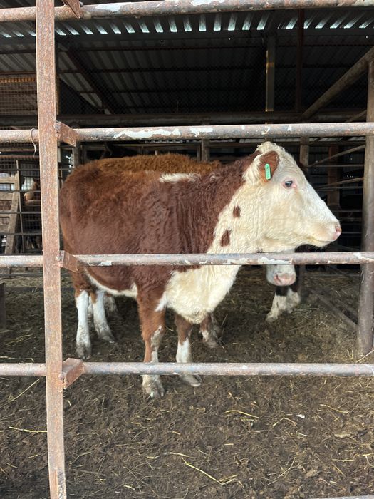 Согымга кашар кунажын жабагы