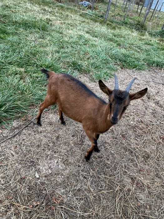 Vand capre si iedite