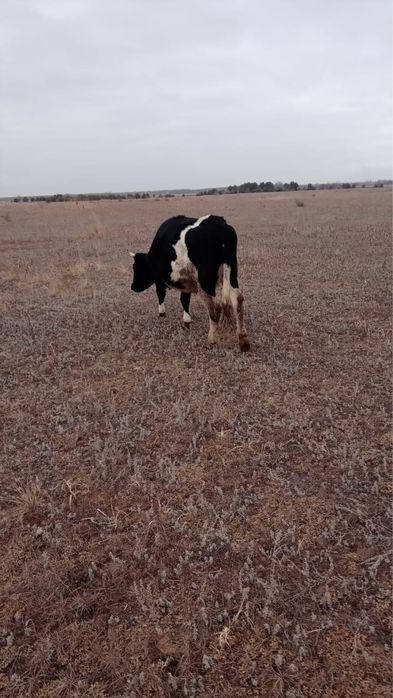 Продам молодую корову вторым отелом