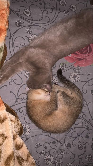 Scotish strite toza zotli mushuk