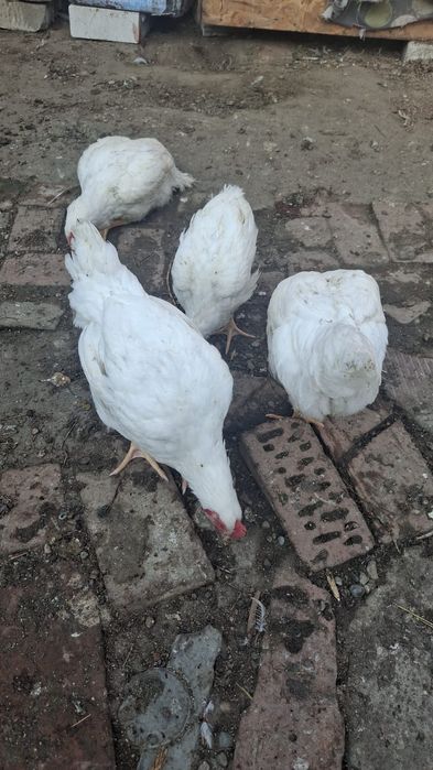 Vând pui pe comandă