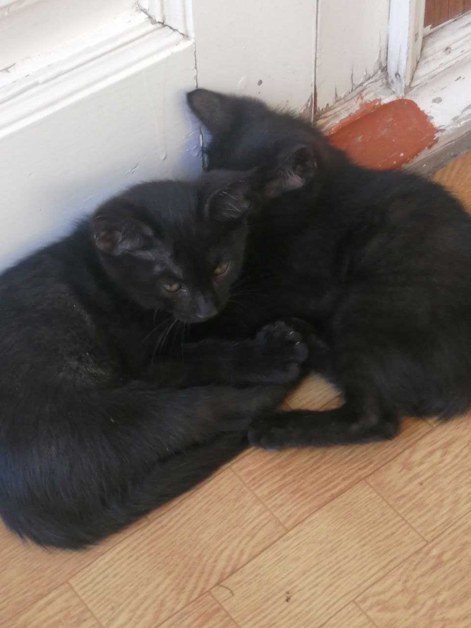 Отдам котят в хорошие руки
