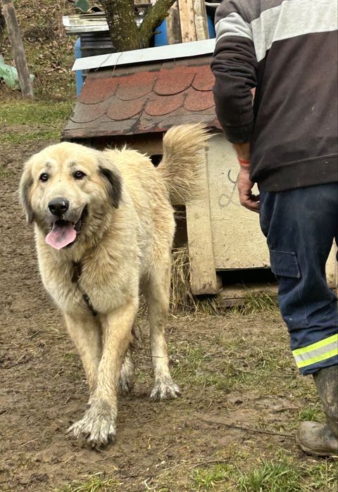 Donez Femela caine Ciobanesc