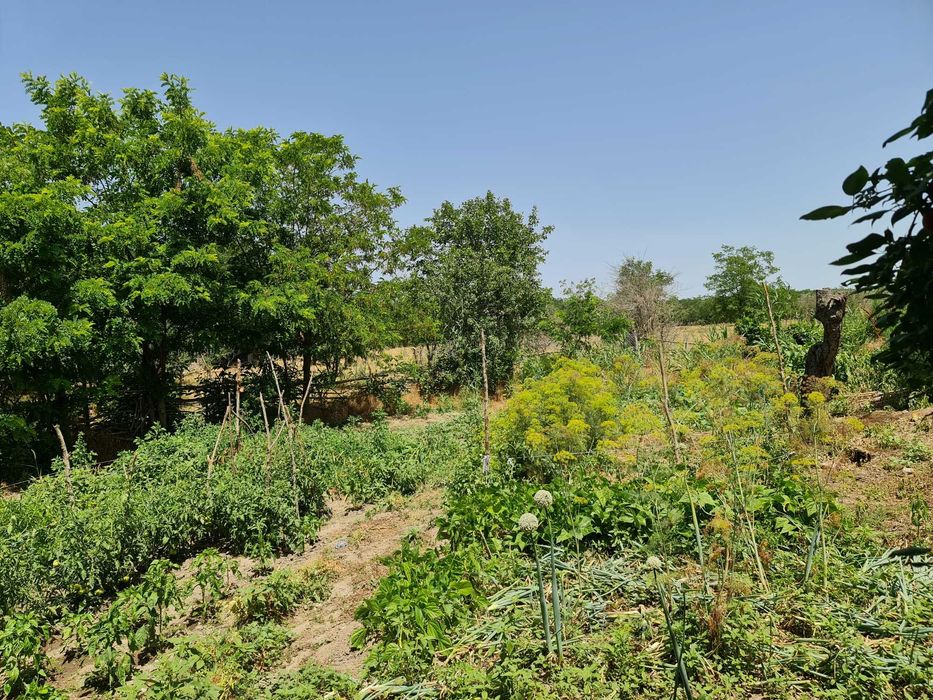 Delta Dunării, Băltenii de Jos, casă bătrânească, teren 1500mp