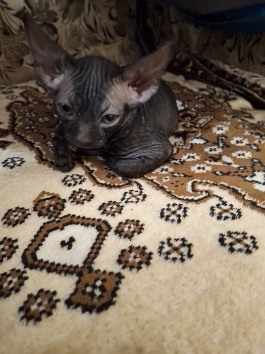Сфинкс девочка, красавица 1,5 мес.