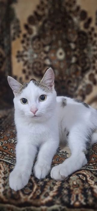 Отдам кастрированного котика