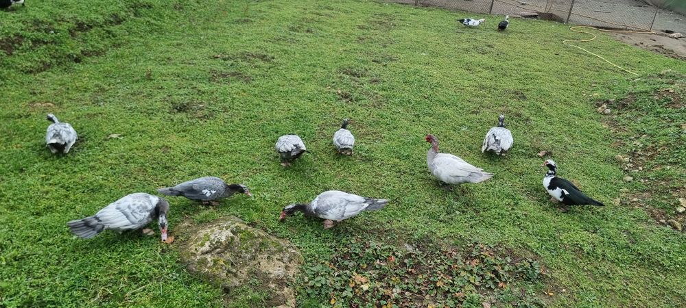 Продавам неми патици,,юрдечки.