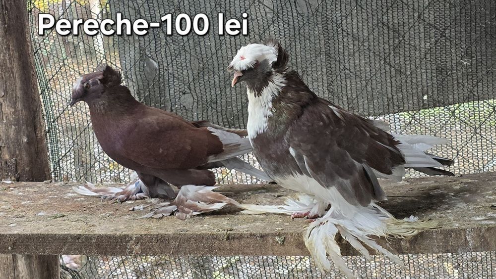 Porumbei diferite rase