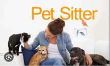 Pet sitter (de preferabil pisici/motani)