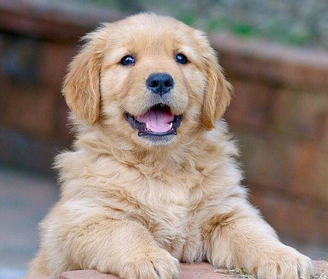 Golden Retriever cu Pedigree FCi de vanzare/tata campion