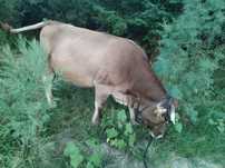 Vaca de vânzare .