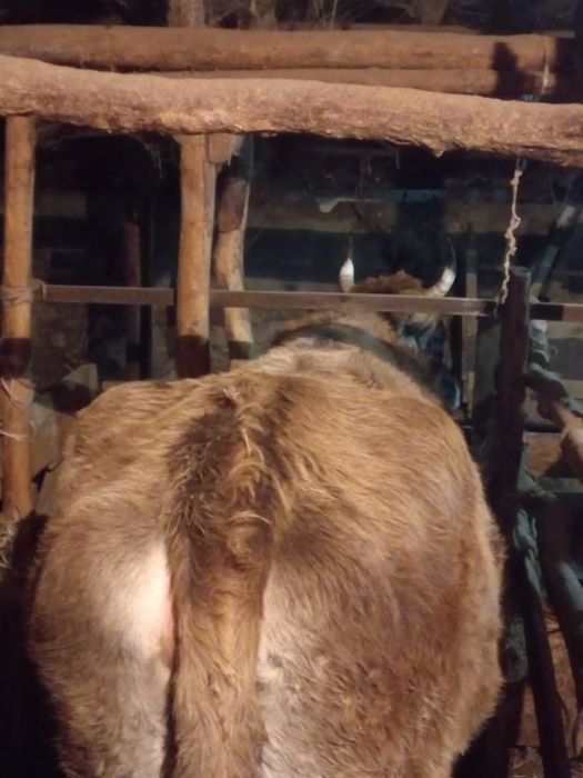 продам телку на мясо