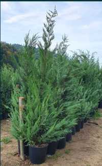 Leylandii cupres