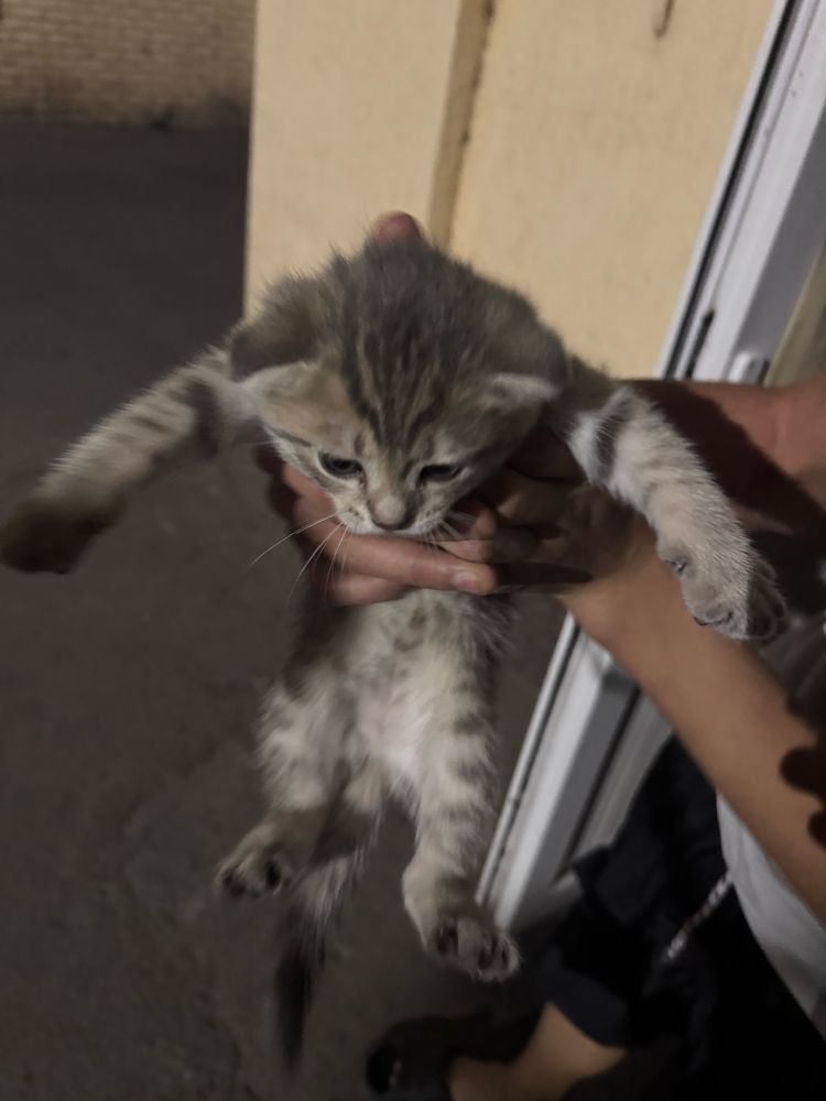 Шотланский кошка