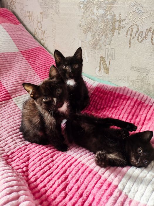 Ласковые котята ищут добрых хозяев
