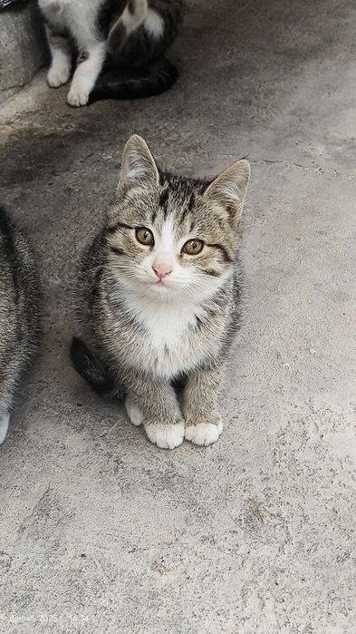 Бесплатно, текин, отдам котят в Ташкенте