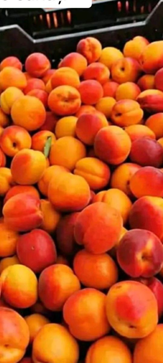 Produse fructe pentru băuturi spirtoase tradiționale super calitate.