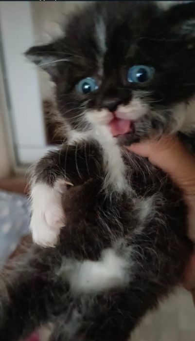 Отдам котят, 1 месяц. Мальчики и девочки.