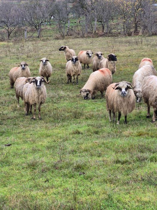 Vând oi breze ,oacheșe ,bucălai