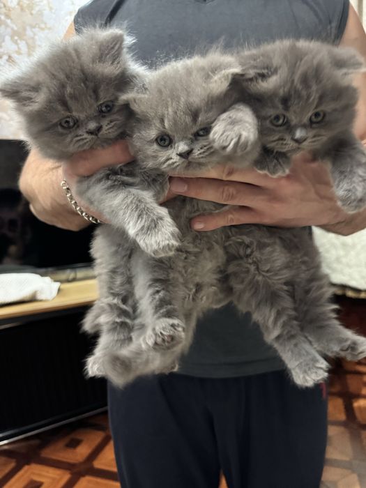 Британский скотиш фол. Девочка и малчик.