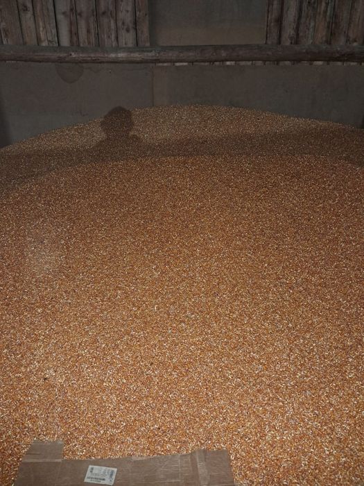 Porumb uscat ambalat la sac