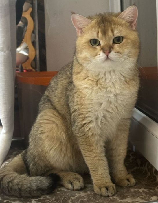 Вязка кот золотой