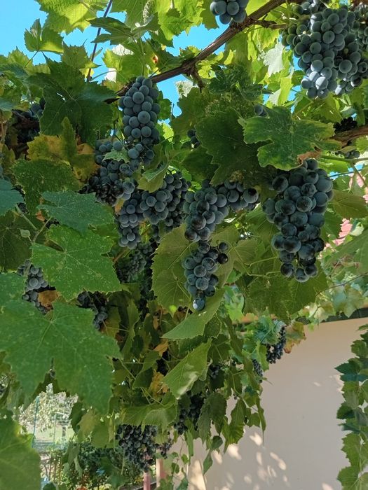 Struguri negri de vânzare