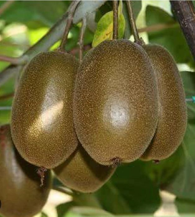 Kiwi (Soiul Gold ) Făra Puf