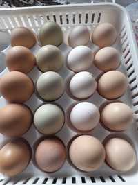 Ouă pentru incubator