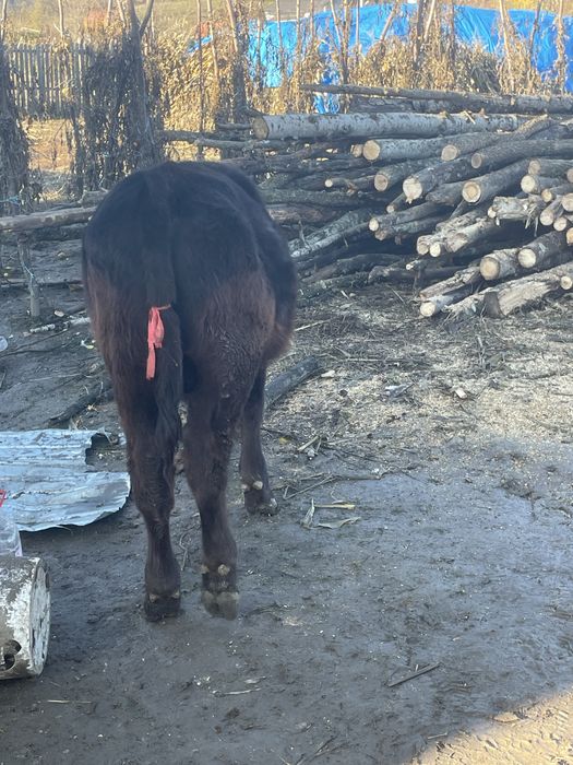 Vițel angus, Vârsta 6 luni