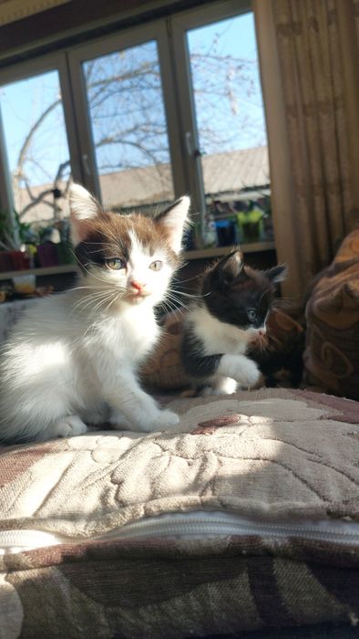 Котята в наличии