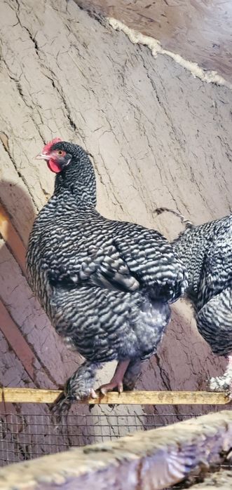 Продам петухов и кур породы Мехелинская Кукушечная