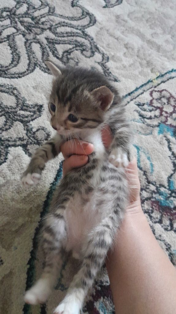 Серый котёнок мальчик