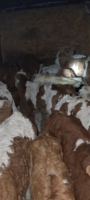 Vand 20 de viței sugari