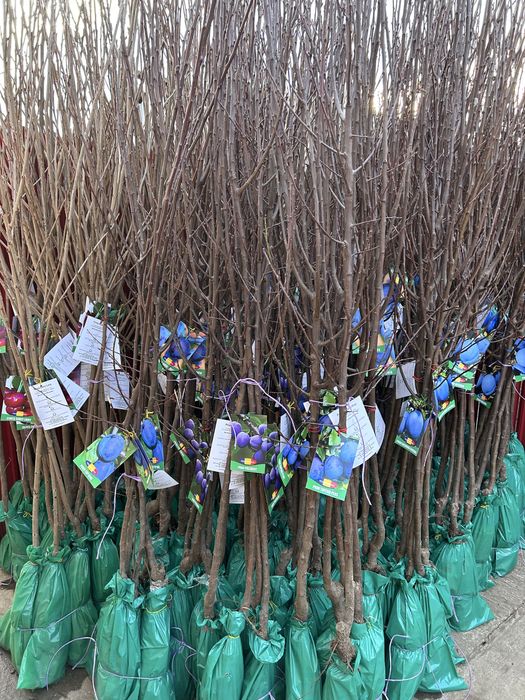 Pomi Fructiferi Certificati Si Ambalati Pentru Revanzare