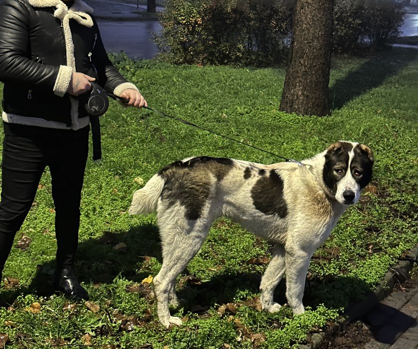 Алабай чистокръвна женска