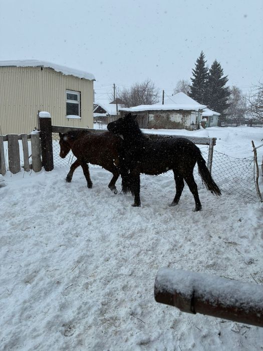 Продам трёх  кобыл