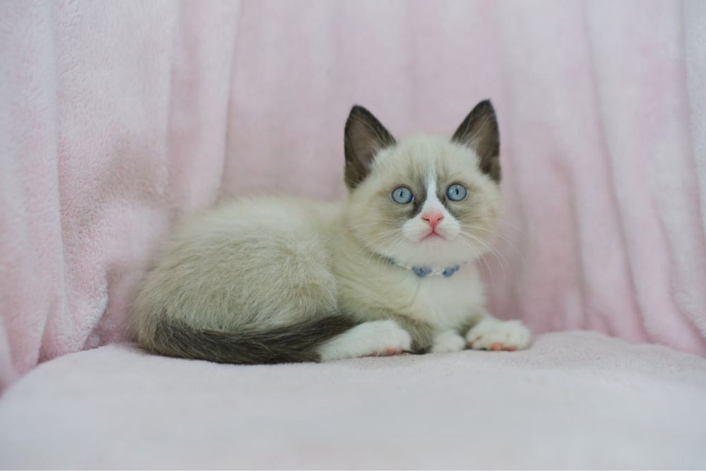 Сиамские котята мальчики