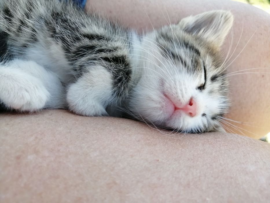 Котенца на 2 месеца