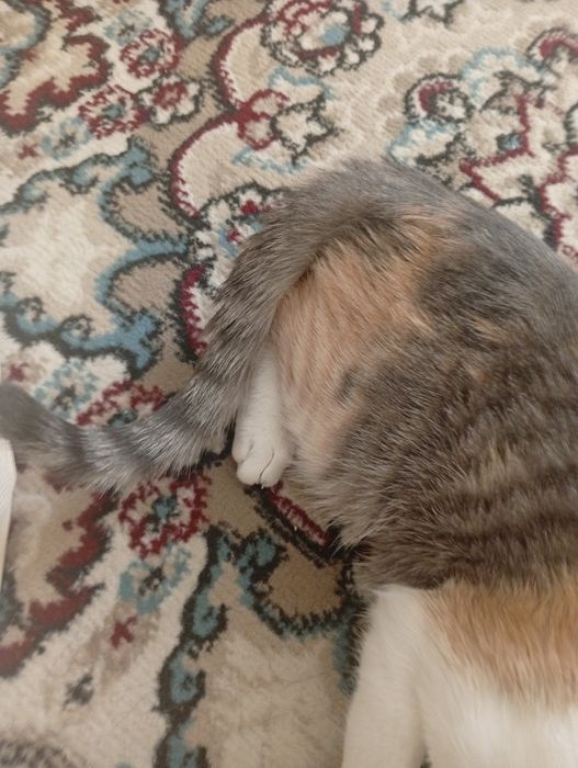 Отдаю котёнка бесплатно.