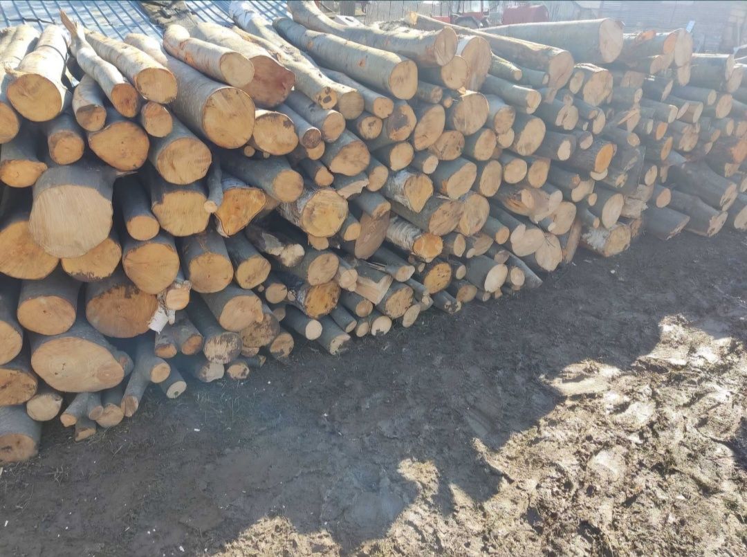 Vând lemne fag verzi tăiate la dimensiunea dorită!