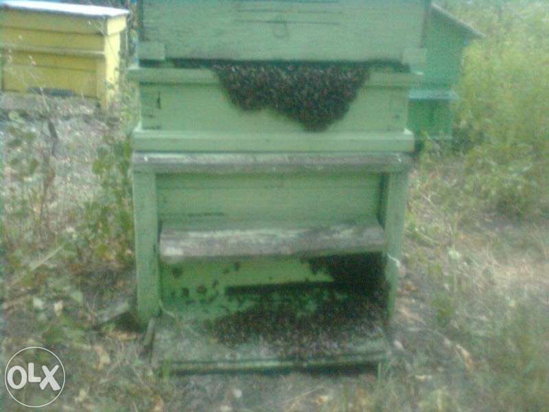 Истински пчелен мед на едро и дребно в София директно от производител