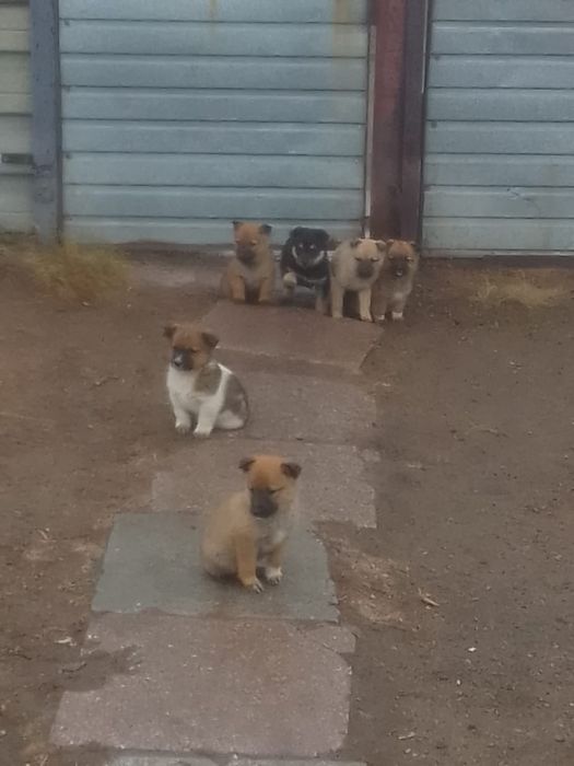 Щеночки в добрые руки