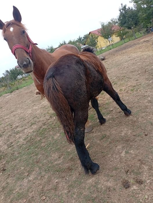 Vând mânză de 5 luni jumate din iapa mare grea și armăsar belgian cumi