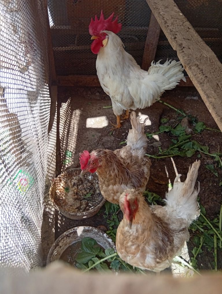 Sendi xoʻroz sotiladi