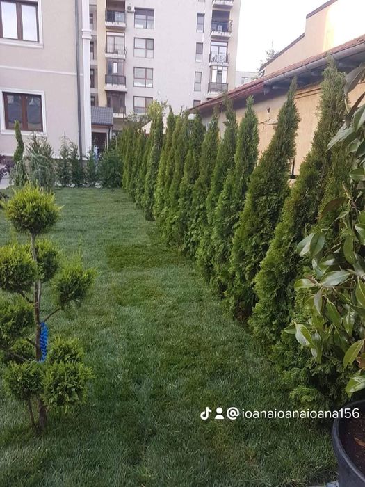 Vând plante ornamentale tuia smarand tuia Leylandii